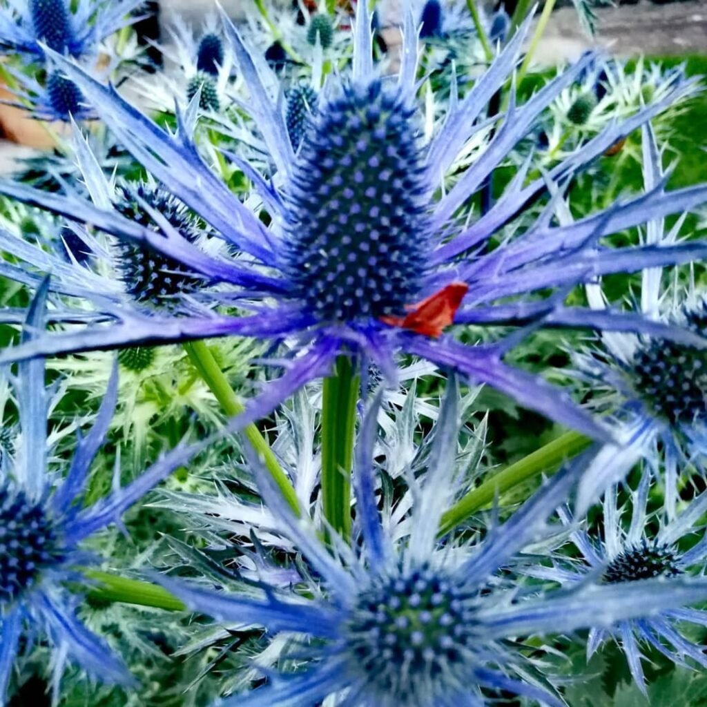 Blue Thistle (*Eryngium*) is a striking, spiky perennial with silvery-blue stems and flowers, known for its unique texture and ability to attract pollinators, often used in floral arrangements.