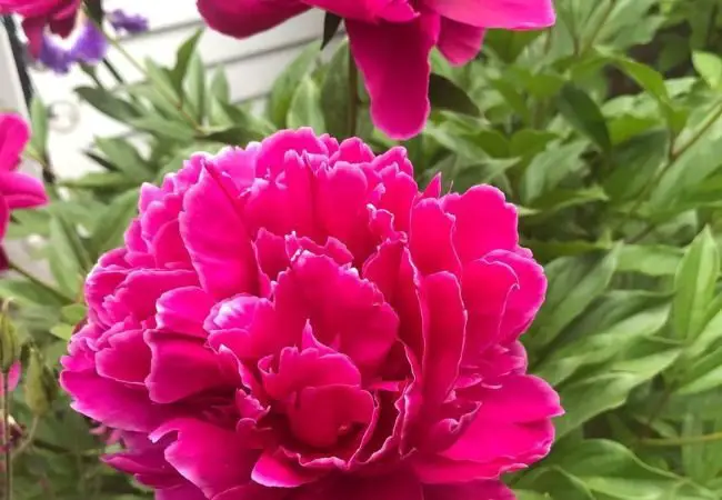 Karl Rosenfield Peony : A Guide to Growing This Stunning Red Beauty (2024)