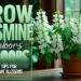 Growing Jasmine Plants Indoors: Care Tips for Beautiful Fragrant Blossoms 3 Growing Jasmine Plants Indoors: Care Tips for Beautiful Fragrant Blossoms