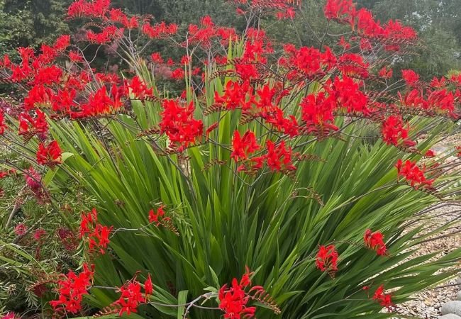 Lucifer Plant : The Fiery Red Crocosmia That Lights Up Your Garden