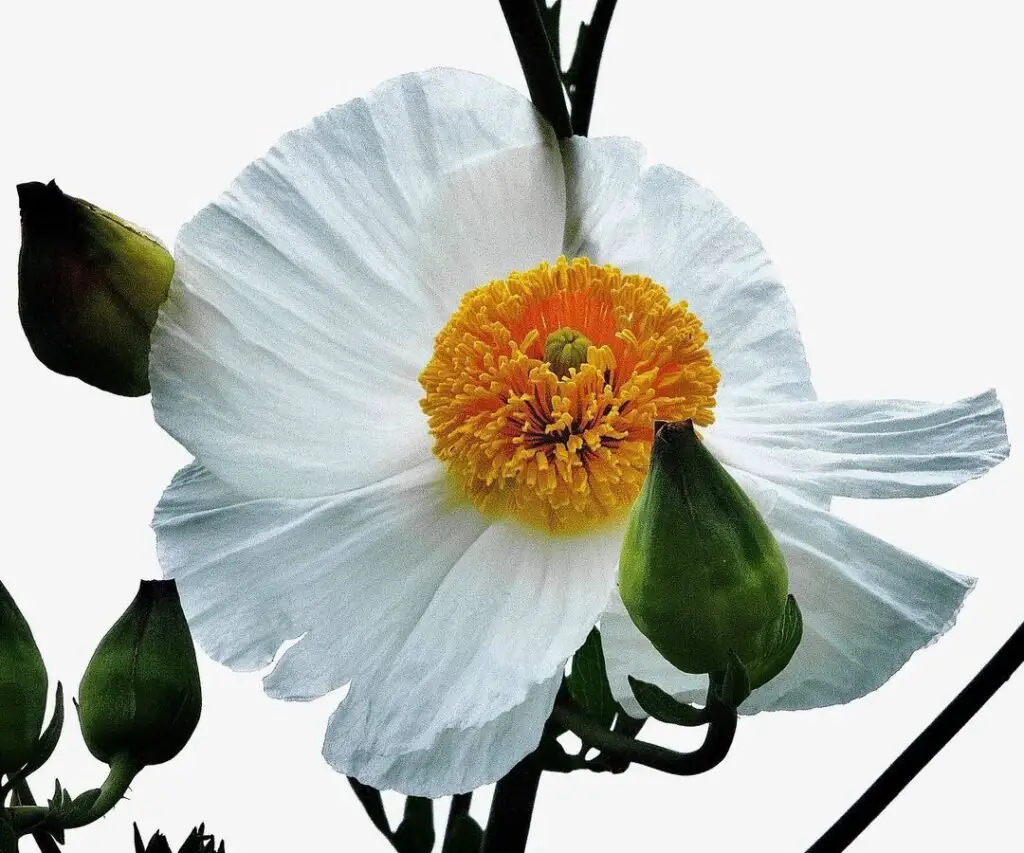 The Matilija Poppy (*Romneya coulteri*) is a striking perennial with large, white, crepe-like petals and a bright yellow center, known for its resemblance to fried eggs and its bold presence in gardens.