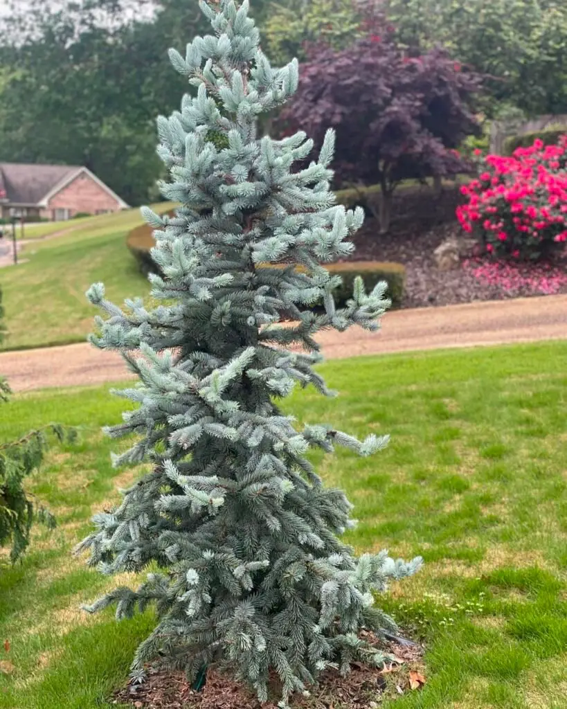 Blue Spruce (*Picea pungens*) is a hardy evergreen tree known for its striking silvery-blue needles, conical shape, and ability to thrive in cold climates, often used as a landscape ornamental or Christmas tree.