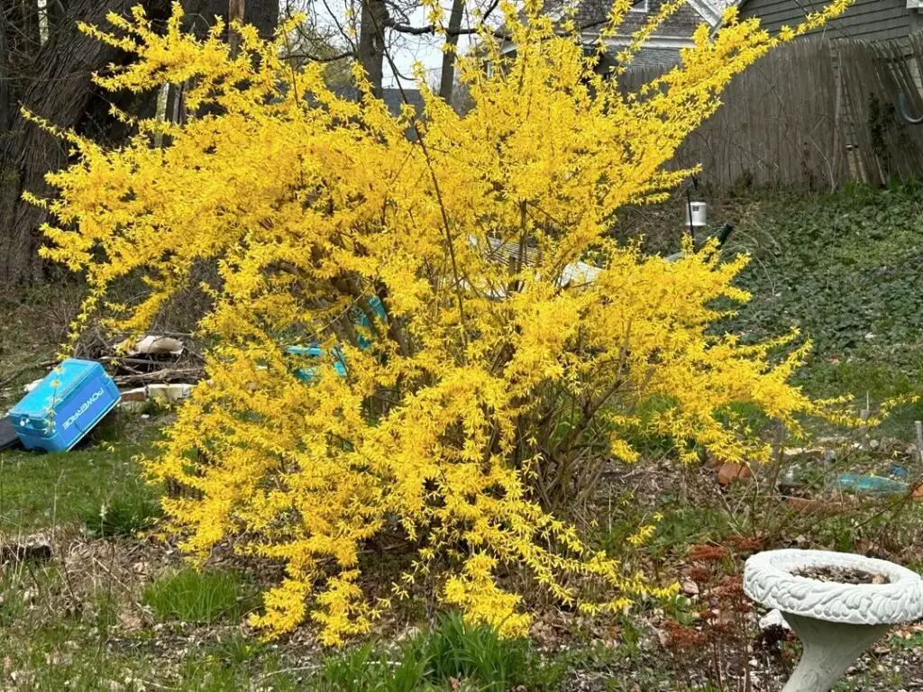 Forsythia is a fast-growing, deciduous shrub known for its bright yellow flowers that bloom in early spring, often signaling the arrival of warmer weather and adding a burst of color to gardens.