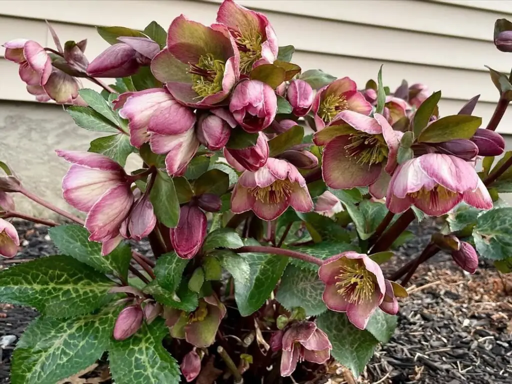 Hellebore, also known as the *Christmas Rose* or *Lenten Rose*, is a hardy perennial with delicate, cup-shaped flowers in shades of white, pink, purple, and green, blooming in late winter to early spring, often in shaded garden areas.