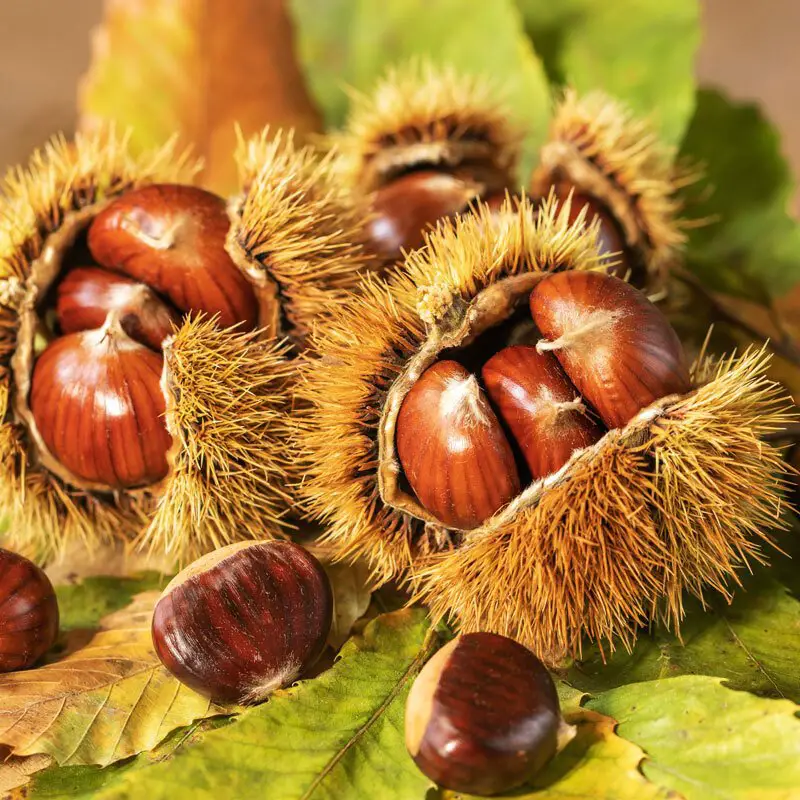 Chestnut trees are deciduous hardwoods known for their large, serrated leaves and sweet, edible nuts encased in spiky husks, often valued for their timber and as a food source in various cuisines.