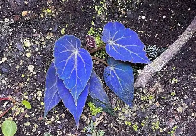 Naturally Blue Leaf Trees : Rare Botanical Wonders (2024 Guide)