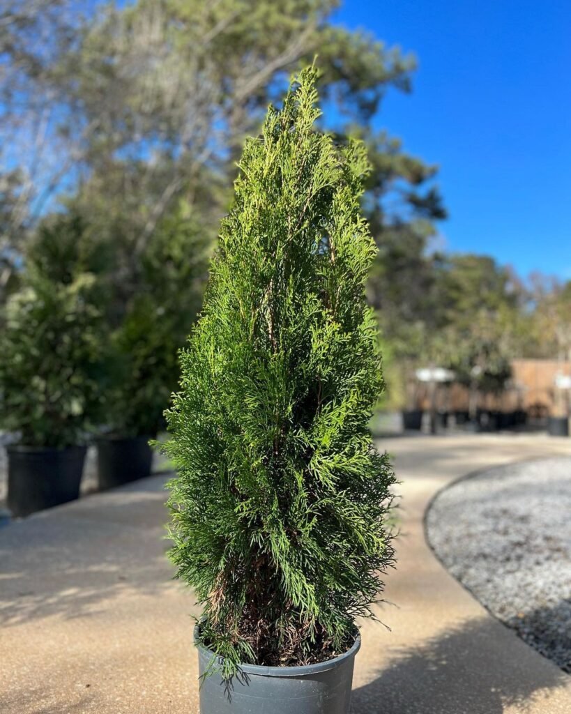 Fastigiate Irish Yew (*Taxus baccata* 'Fastigiata') is a columnar evergreen with dense, upright growth and dark green needles, commonly used for formal hedges and topiary. Evergreen Trees 