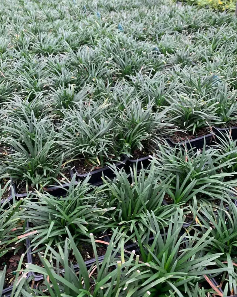 Dwarf Mondo Grass is a low-growing, evergreen ground cover with dense, dark green, grass-like leaves, perfect for borders or as a lawn alternative.