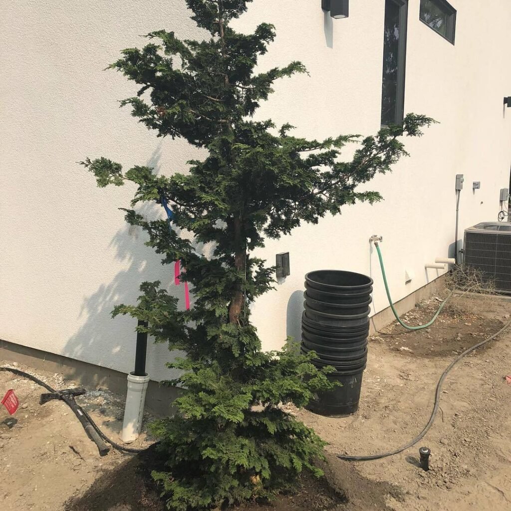 Slender Hinoki Cypress (*Chamaecyparis obtusa* 'Nana Gracilis') is a compact, slow-growing evergreen with delicate, feathery foliage and a narrow, upright form, ideal for small gardens and bonsai.