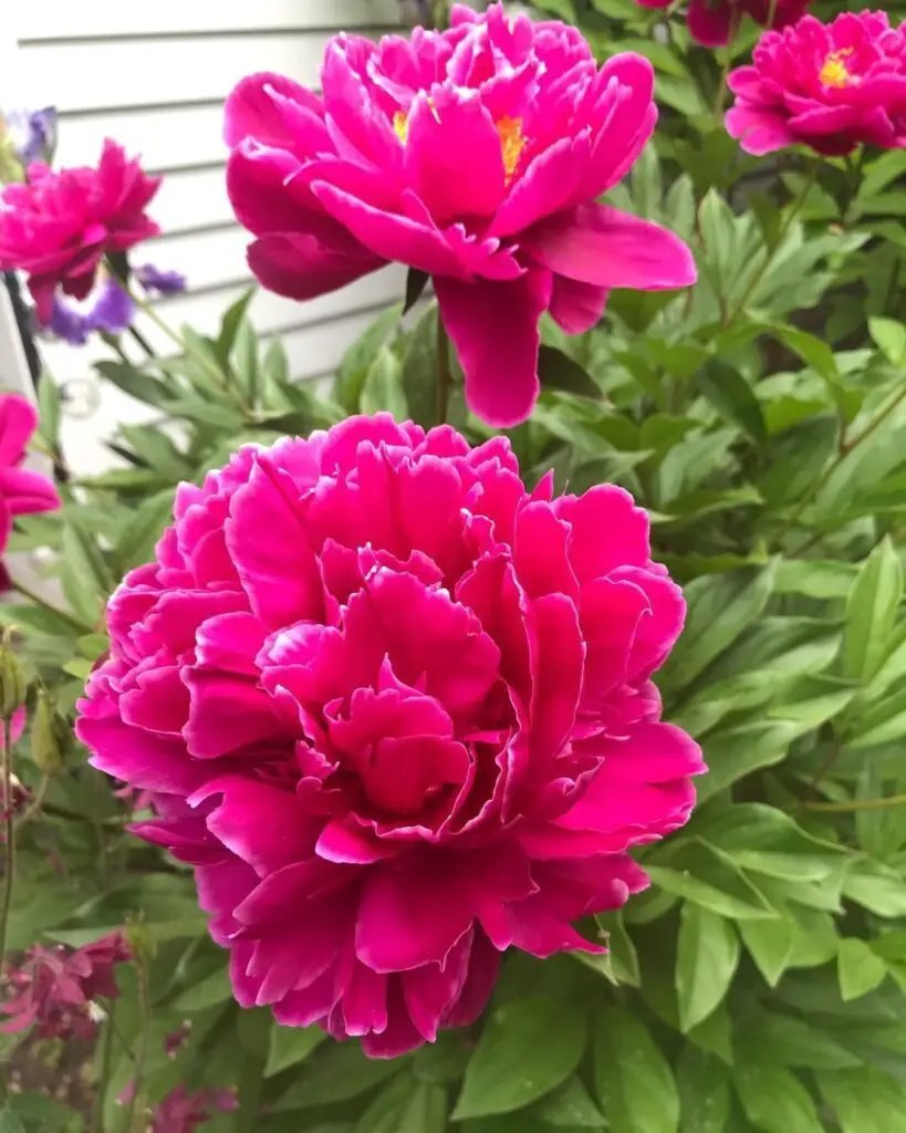 The *Karl Rosenfield Peony* is a striking perennial known for its large, double deep-red blooms and strong fragrance, making it a popular choice for vibrant garden displays and cut flower arrangements.