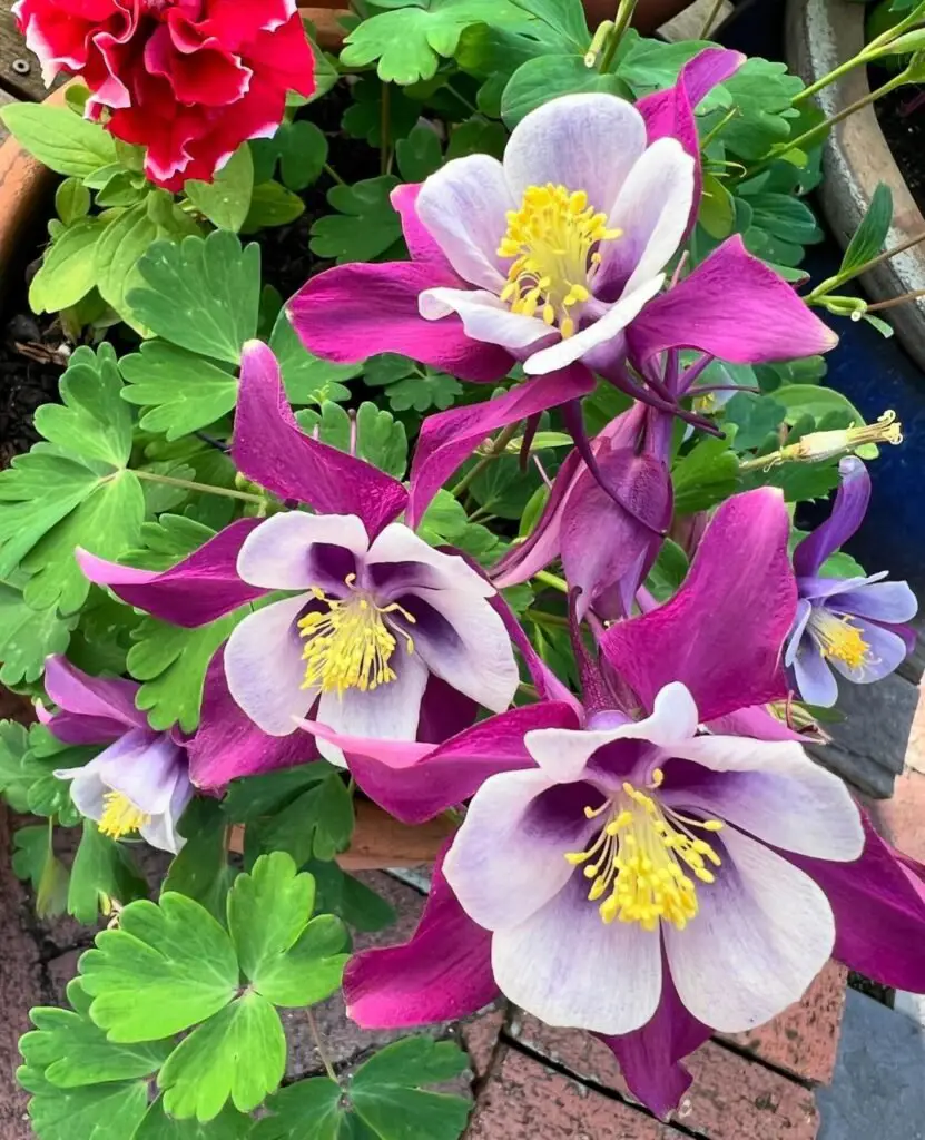 Aquilegia californica hybrida, a hybrid form of the California columbine, is a graceful perennial known for its nodding, red and yellow bell-shaped flowers, attracting pollinators like hummingbirds