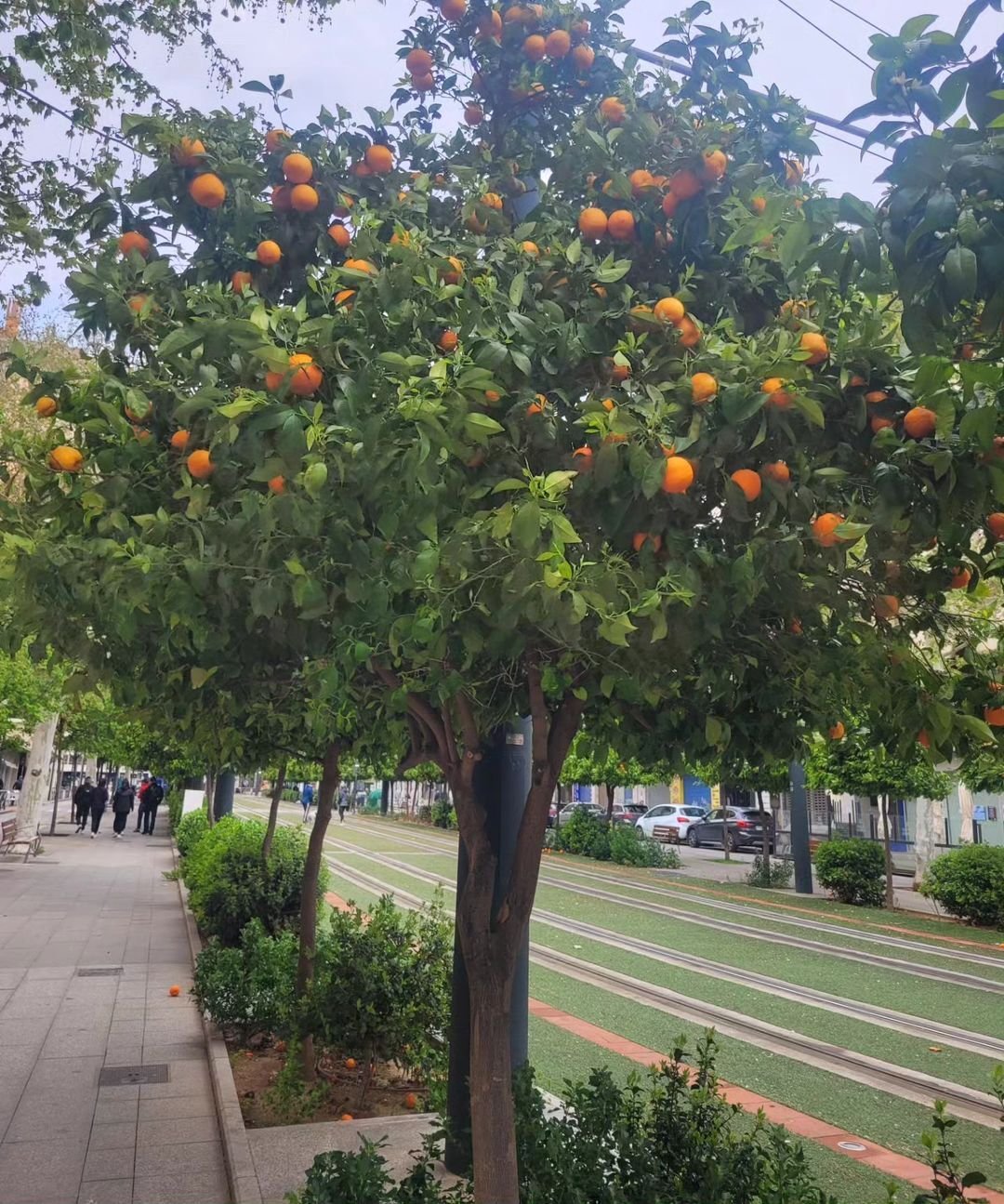 A vibrant orange tree laden with ripe oranges, showcasing the beauty of nature's bounty in a sunny environment.