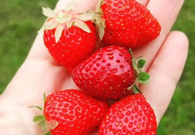 Ozark Beauty Strawberries : The Ultimate Guide to Growing Everbearing Delights (2024)