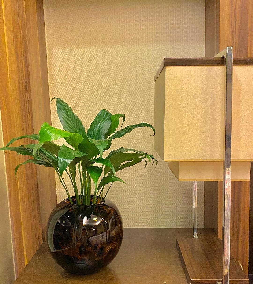 A Peace Lily plant elegantly arranged in a vase, placed on a wooden table, showcasing its lush green leaves and white blooms.