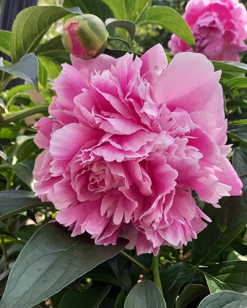 Peony plants are beloved perennials known for their large, fragrant blooms and lush foliage, often featured in gardens for their beauty and longevity.