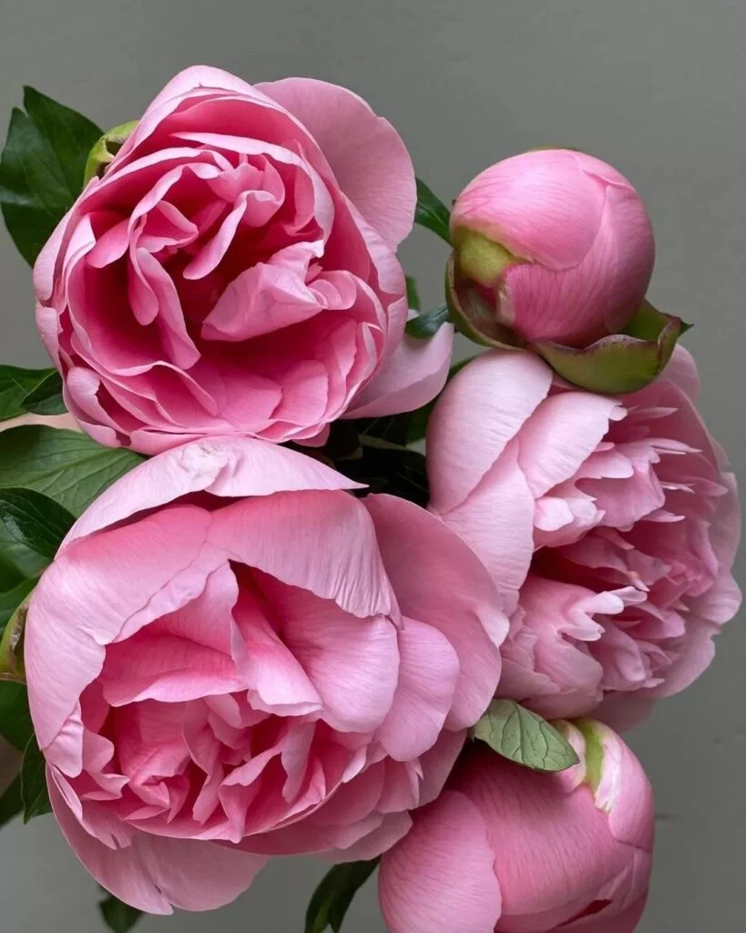 Peonies are lush, fragrant perennials known for their large, showy blooms in various colors, including pink, white, and red, symbolizing romance and prosperity and thriving in well-drained soil with plenty of sunlight.






