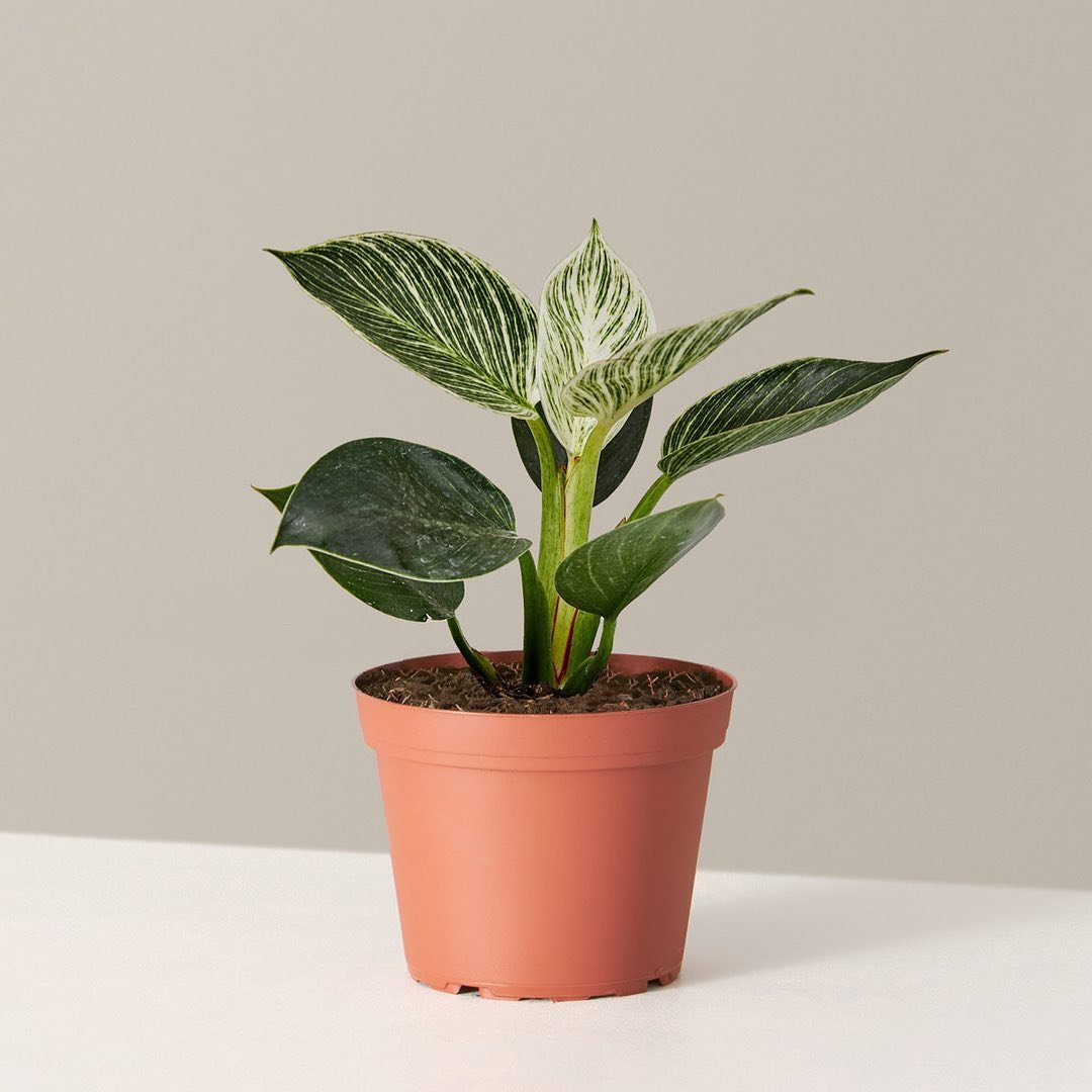 A Philodendron plant with vibrant green leaves displayed on a clean white surface, showcasing its natural beauty.
