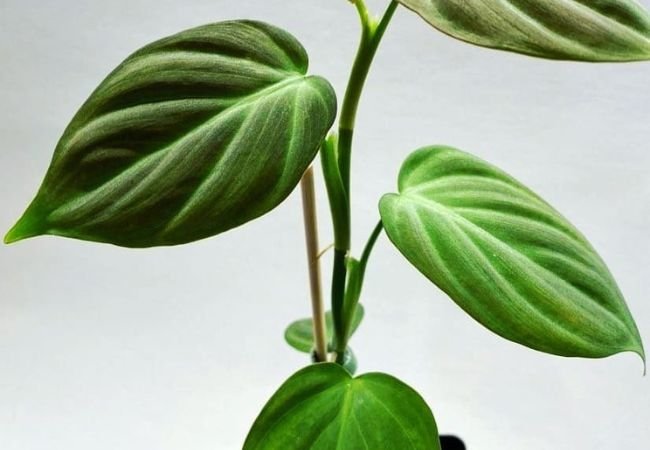 Philodendron Camposportoanum : A Guide to Growing This Rare Aroid Beauty (2024)