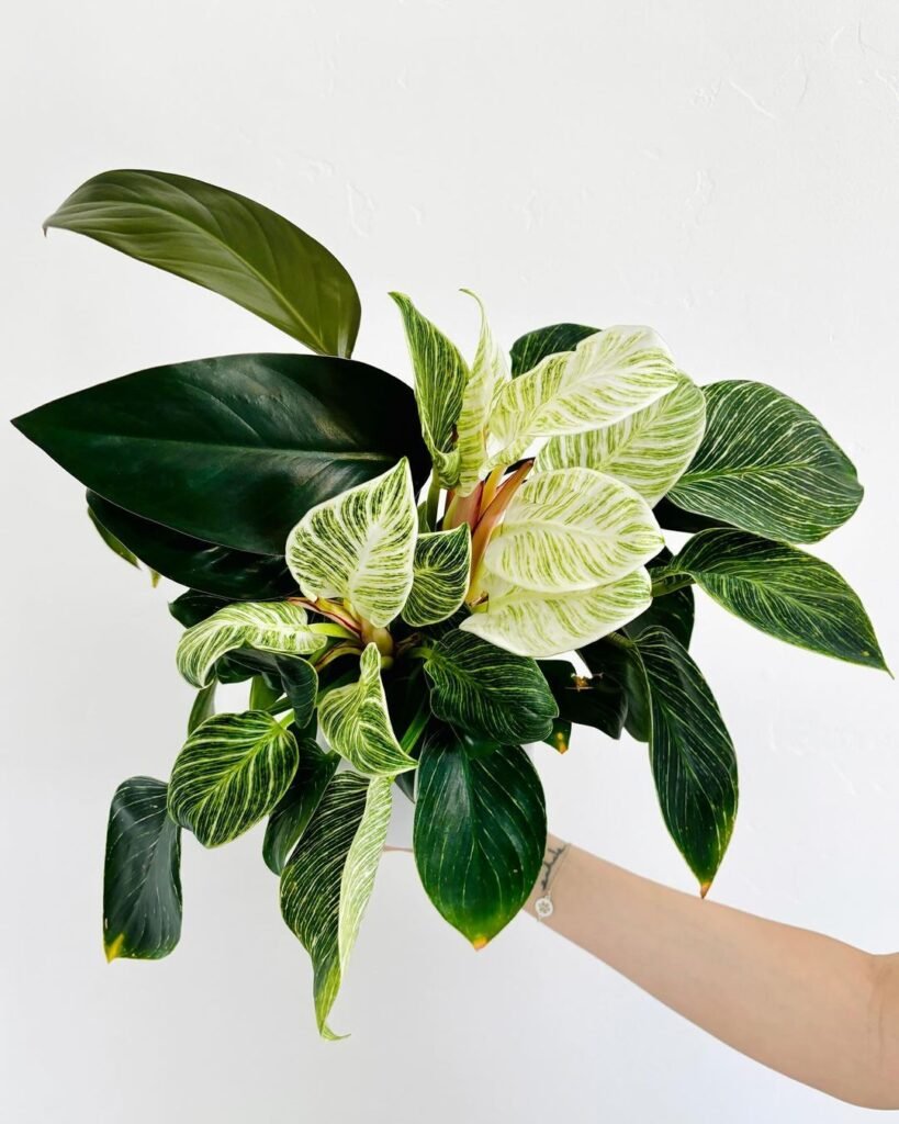 Philodendron 'Jose Buono Fiesta' is a rare tropical plant with large, glossy green leaves splashed with white and cream variegation.