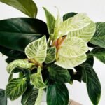 Philodendron 'Jose Buono Fiesta': The Rare Variegated Beauty (2024 Care Guide)