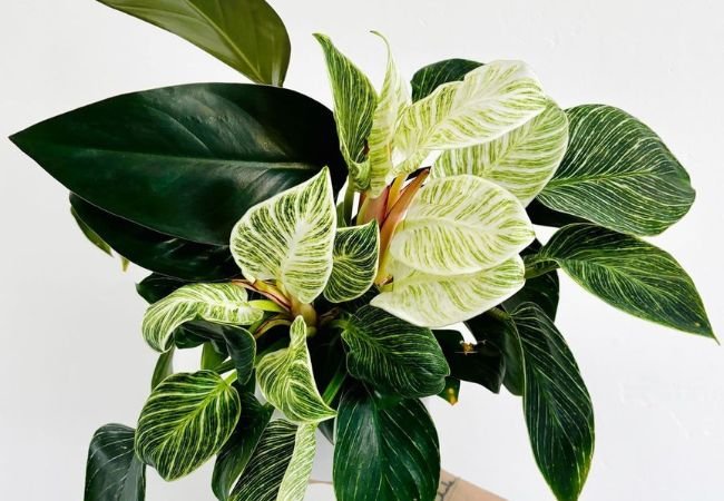 Philodendron 'Jose Buono Fiesta': The Rare Variegated Beauty (2024 Care Guide)