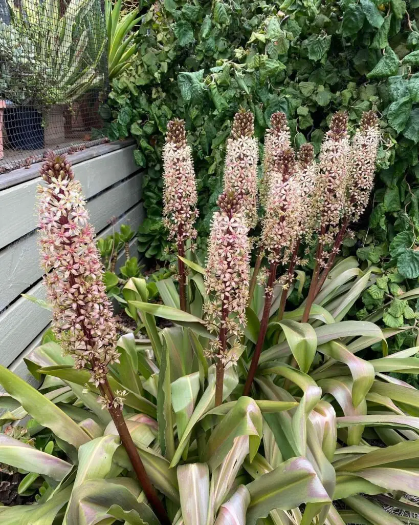 Pineapple Lily (*Eucomis*) is a unique flowering plant with a rosette of tropical-looking leaves and a central spike of small star-shaped flowers, resembling a miniature pineapple.