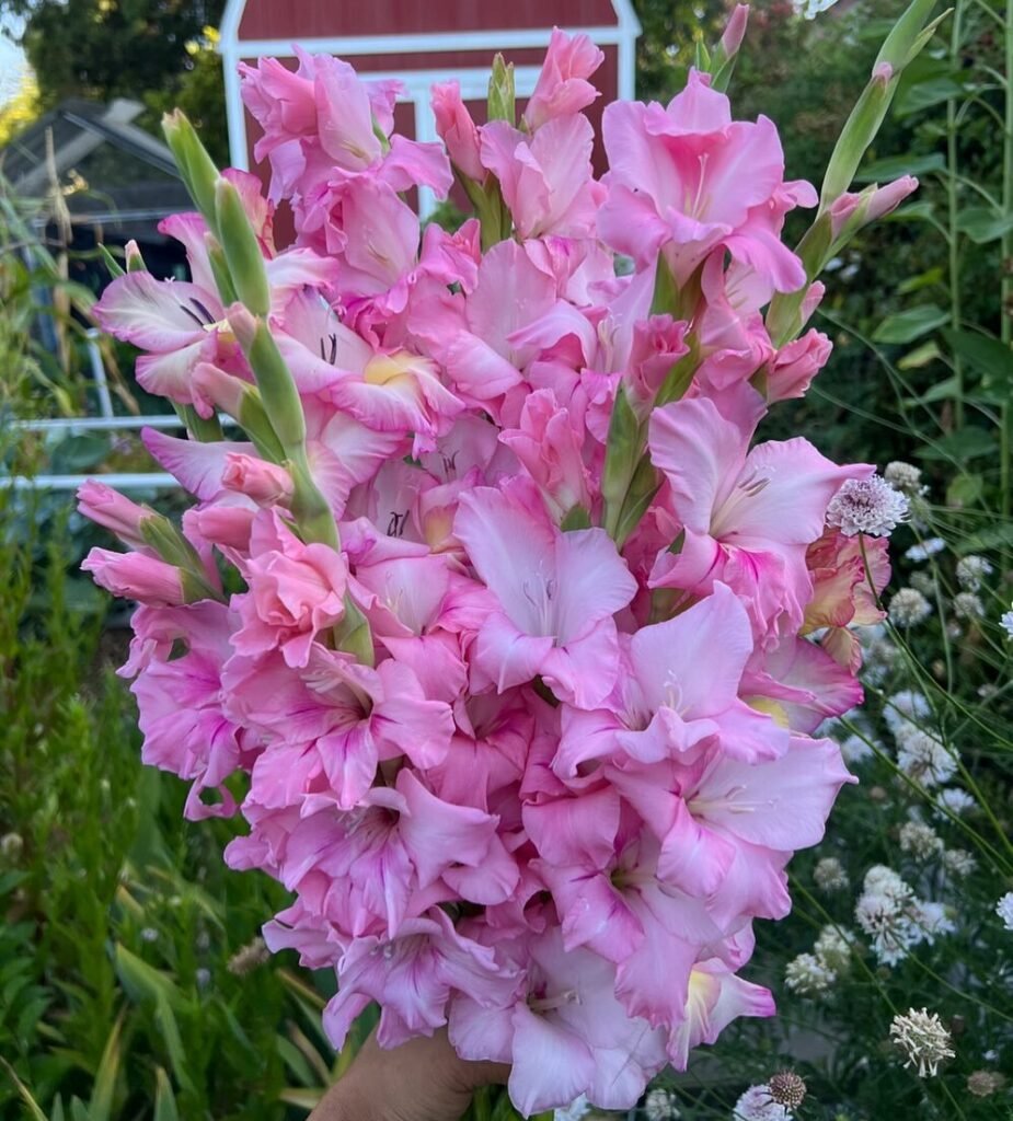 Gladiolus are tall, striking perennials with sword-shaped leaves and spiky stems adorned with vibrant, trumpet-shaped flowers, commonly used for cut flowers and garden displays.