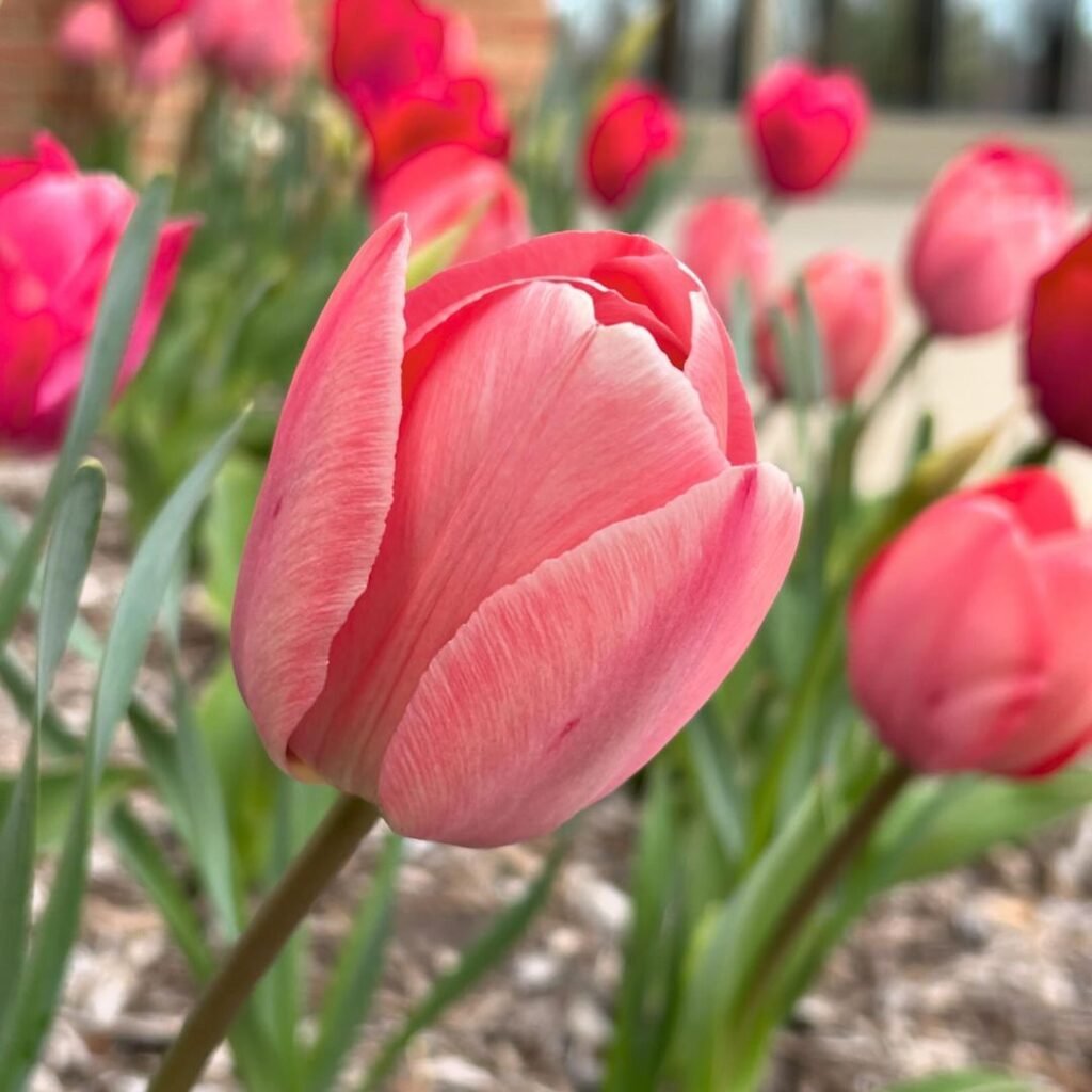 Pink tulips are graceful spring flowers known for their soft, pastel hues, symbolizing affection and happiness, making them a popular choice for gardens and bouquets.