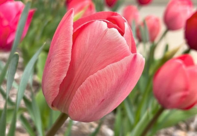 Pink Tulips : A Complete Guide to Growing These Delicate Spring Beauties (2024)