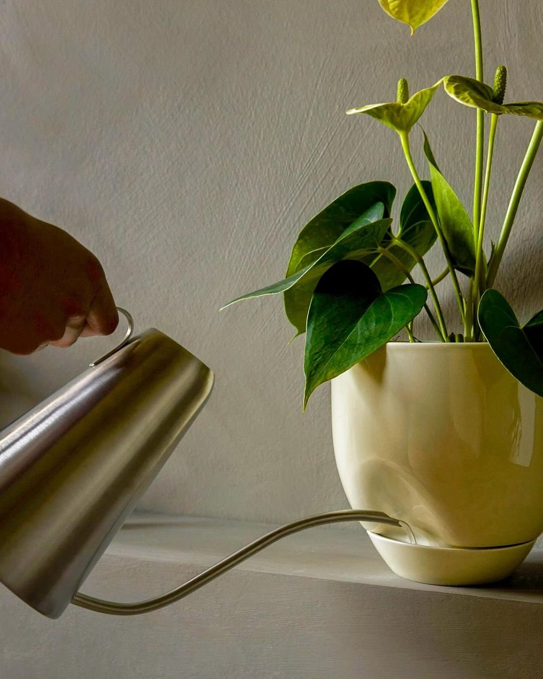 A person carefully waters a green plant using a watering can, ensuring it receives the necessary hydration for growth.