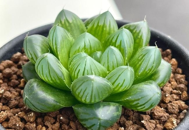 Plump Haworthia Cooperi Succulent: Care Guide for this Charming 'Window Plant' (2024)