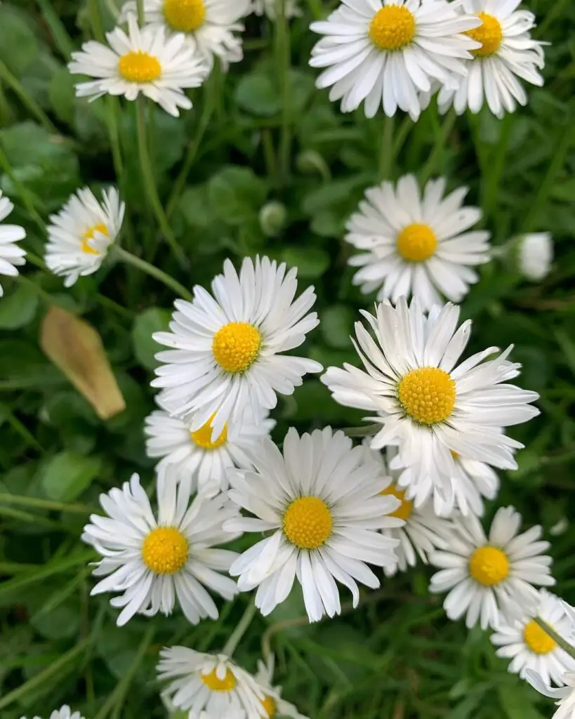 Daisies are cheerful, simple flowers symbolizing innocence, purity, and new beginnings, often associated with joy and positivity in gardens and floral arrangements.






