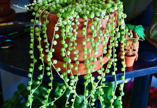 Propagating String of Pearls (Senecio rowleyanus) : A Complete Guide