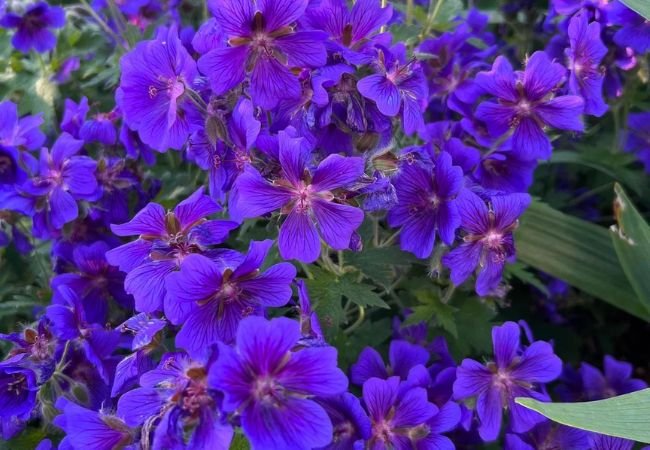 Purple Geranium : A Vibrant Addition to Your Garden