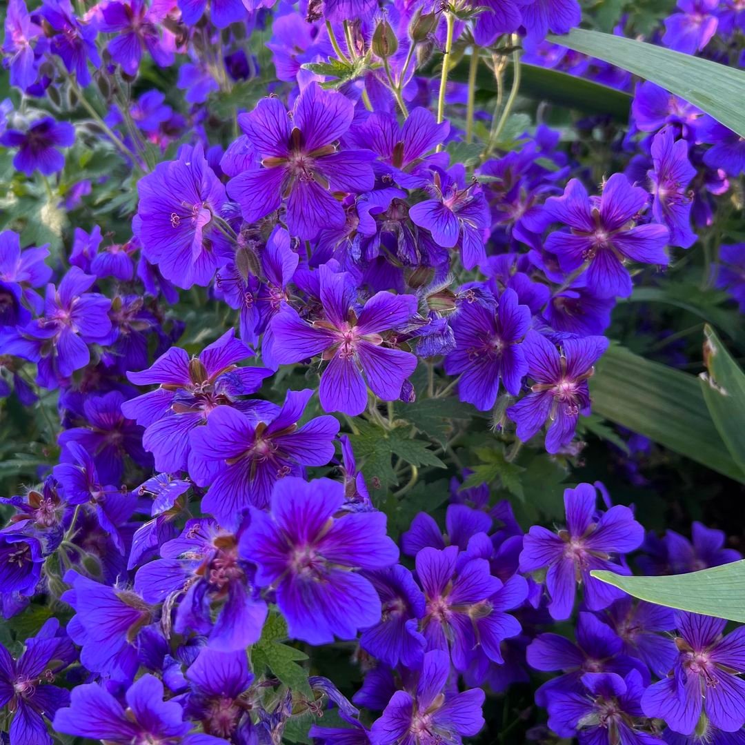 A close-up view of vibrant purple geranium flowers, showcasing their delicate petals and intricate details.