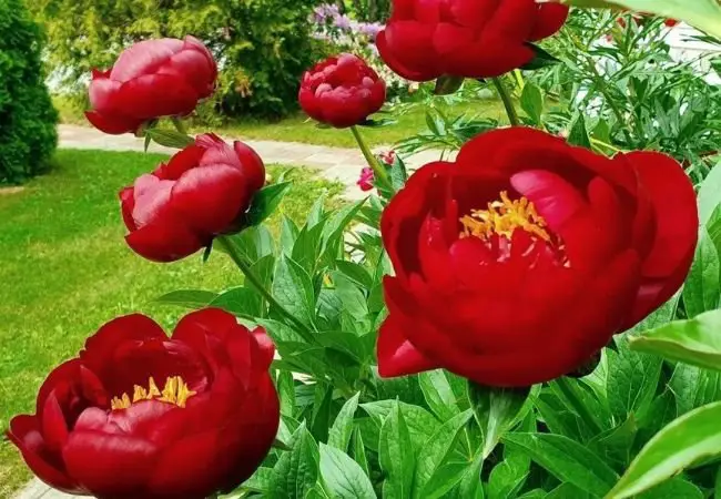 Red Peonies : A Comprehensive Guide to Growing These Lush Crimson Blooms (2024)