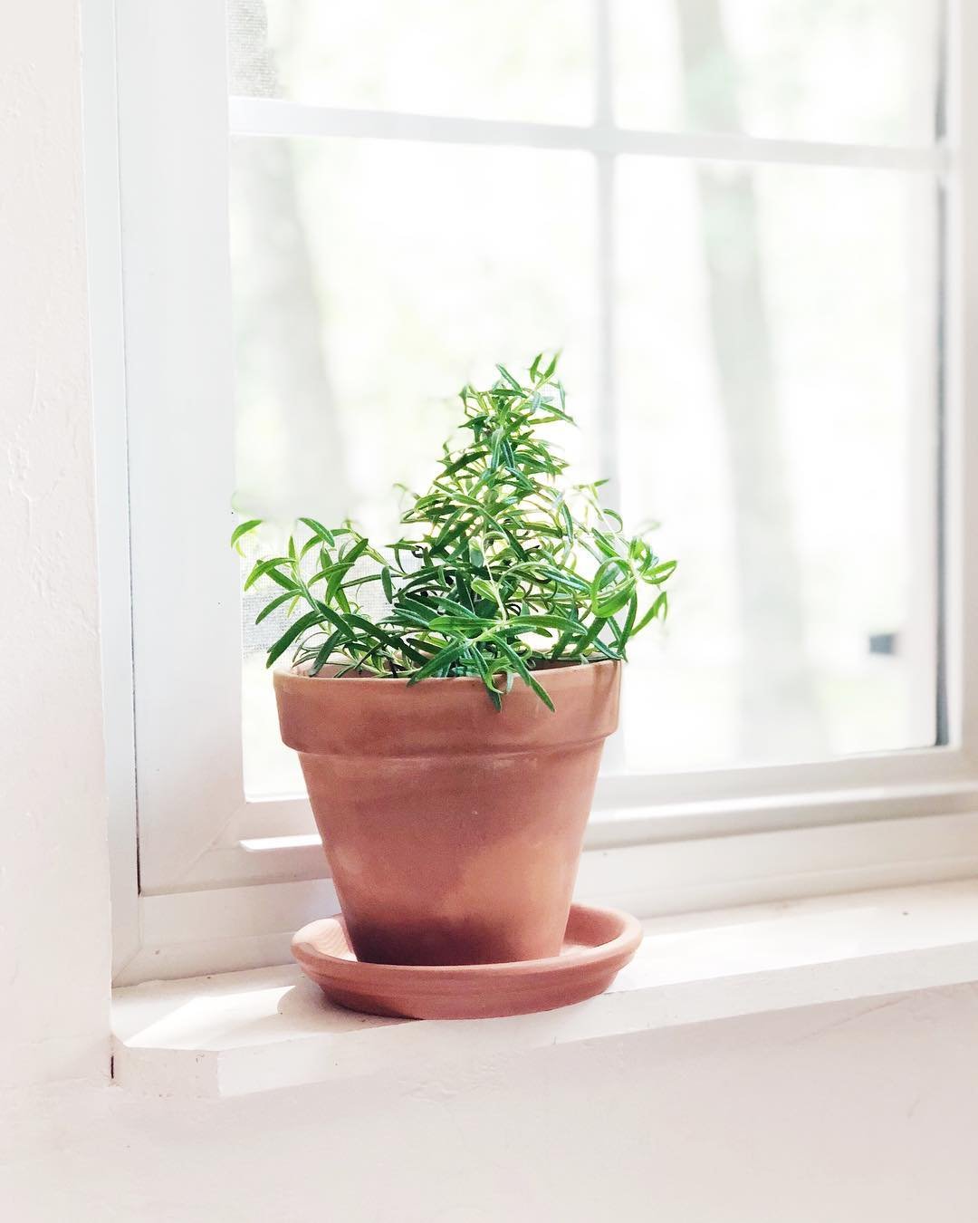 A potted rosemary plant in a terracotta planter rests on a sunlit window sill, adding a touch of greenery indoors.