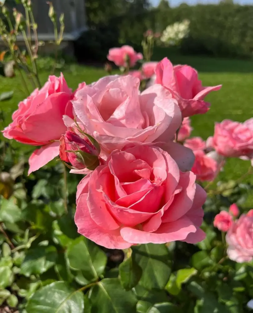 Popular rose varieties for Libras include Peace, Queen Elizabeth, and Knock Out, symbolizing harmony, elegance, and balance.






