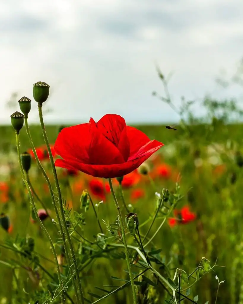 Poppies are delicate, vibrant flowers often symbolizing remembrance, beauty, and peace, with striking red, orange, or yellow petals.