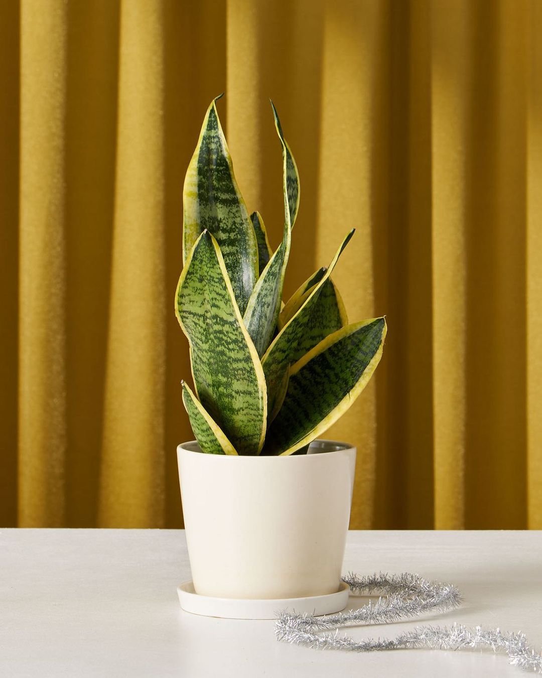 A snake plant in a white pot elegantly placed on a wooden table, showcasing its tall, green leaves.