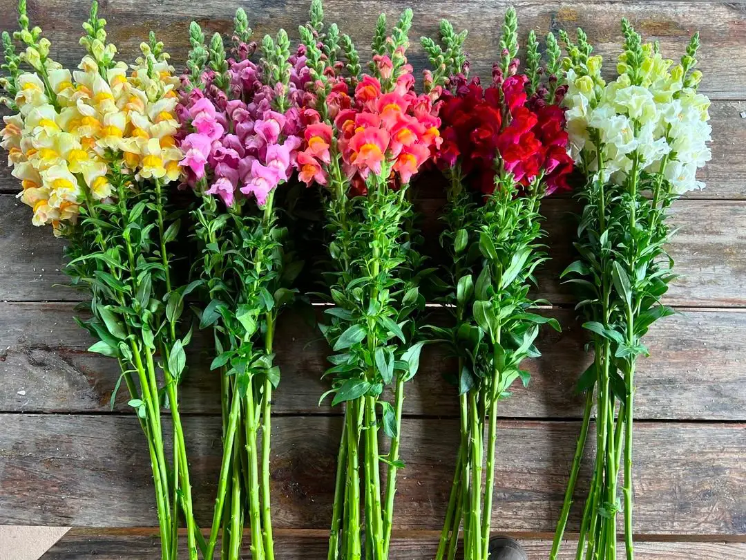 A row of colorful snapdragons elegantly arranged, showcasing their vibrant blooms and lush green foliage.