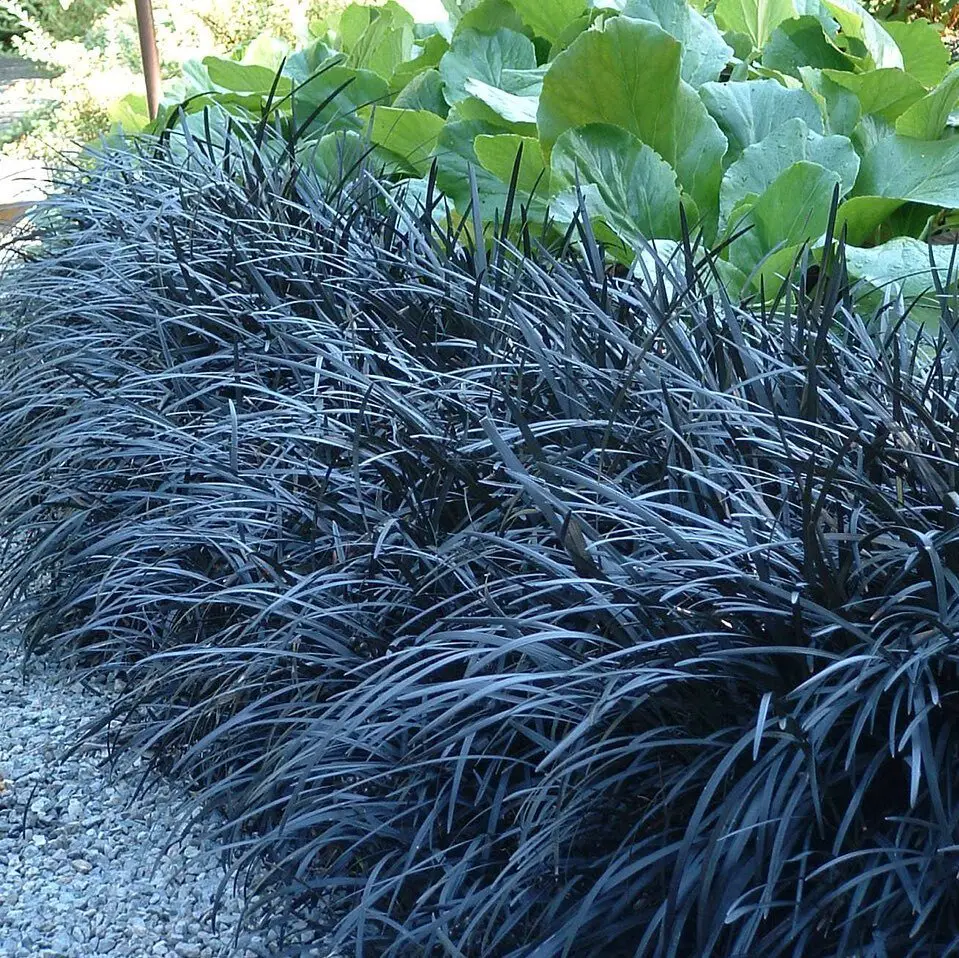 Black Mondo Grass is an ornamental plant with deep black foliage and small lavender flowers, often used for contrast in gardens.