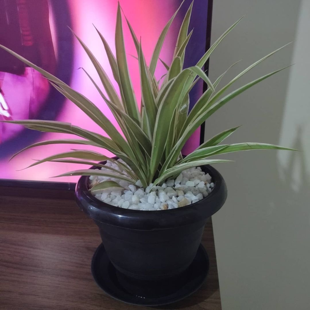 A Spider Plant in a decorative pot, elegantly placed on a wooden table, showcasing its vibrant green leaves.