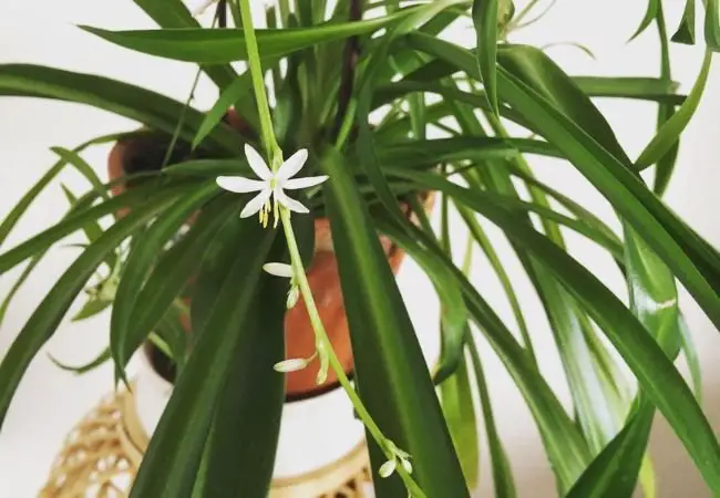 Spider Plant Flowers : A Comprehensive Guide to Blooming Success (2024)