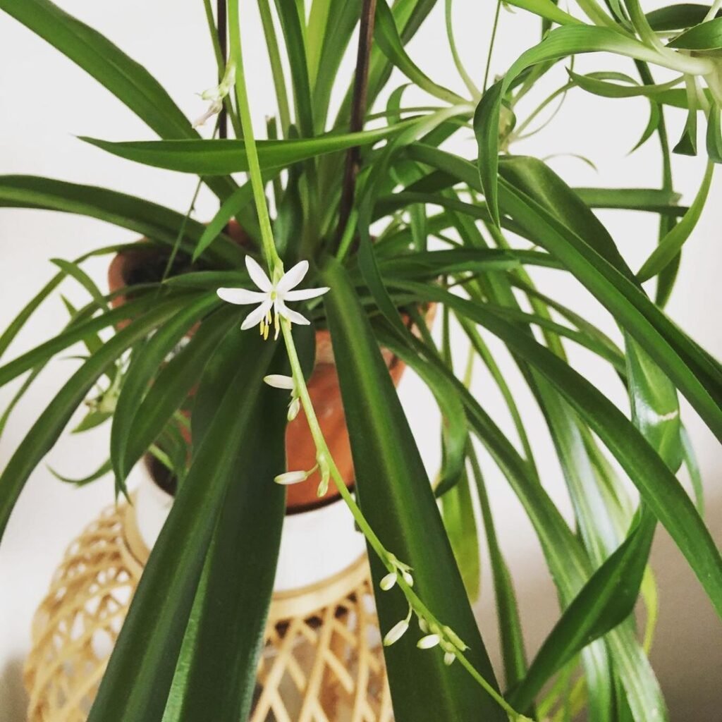 Spider plant flowers are small, white, star-shaped blooms that appear on long, arching stems, adding a subtle, delicate touch to the plant's lush green foliage.