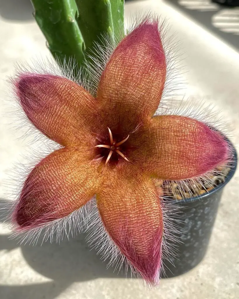 Stapelia, also known as the "carrion flower," is a succulent known for its star-shaped, hairy blooms that emit a strong odor resembling rotting meat, which attracts pollinators like flies.