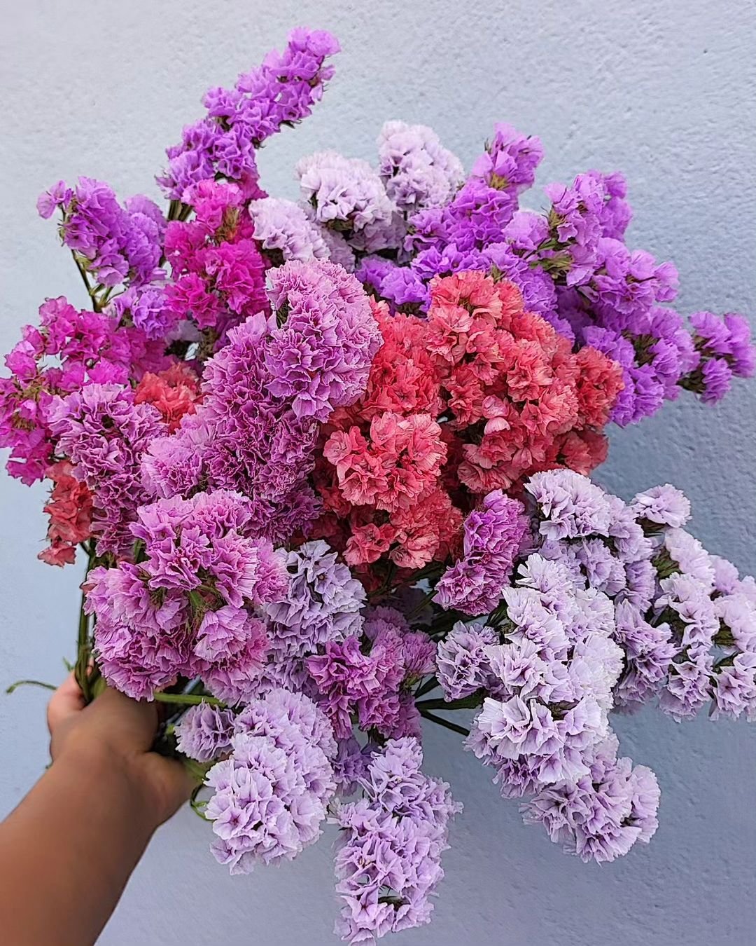 A hand gently holds a vibrant bunch of purple and pink statice flowers, showcasing their delicate beauty and color.