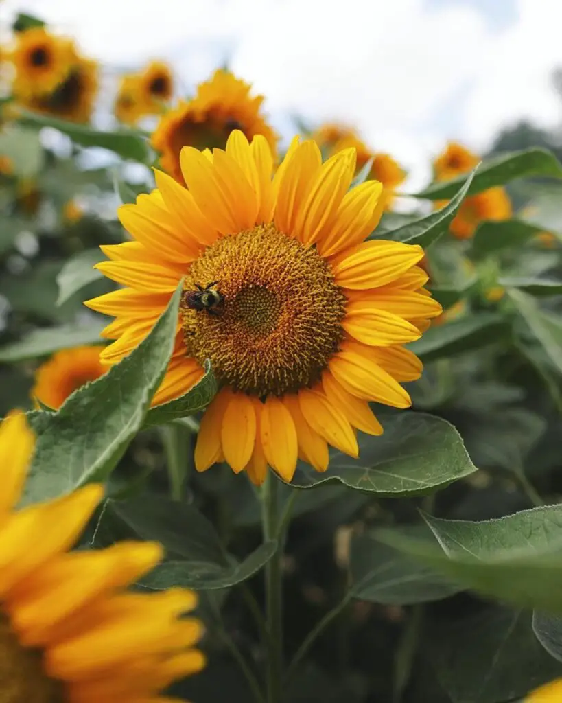 Sunrich Gold is a popular sunflower variety known for its vibrant, golden-yellow petals and large, round blooms, often used in floral arrangements and prized for its long vase life.