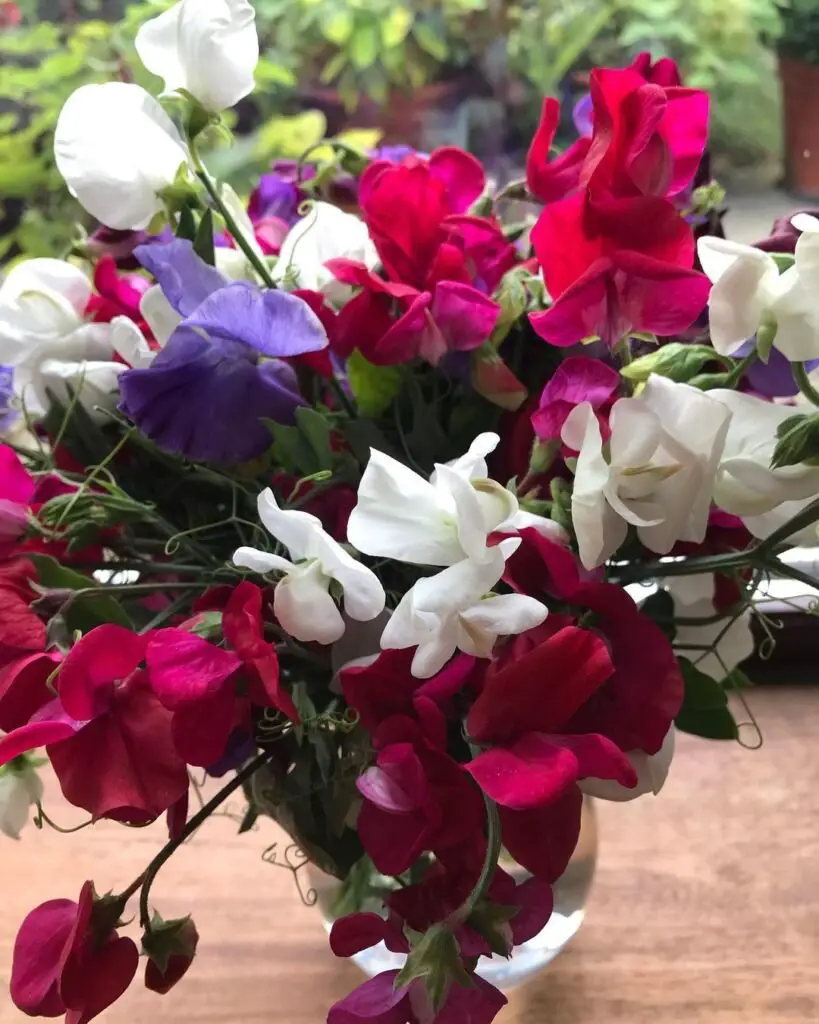 Sweet Peas (*Lathyrus odoratus*) are fragrant, climbing flowers with delicate petals in shades of pink, purple, white, and red, often grown for their scent and use in cut flower arrangements.