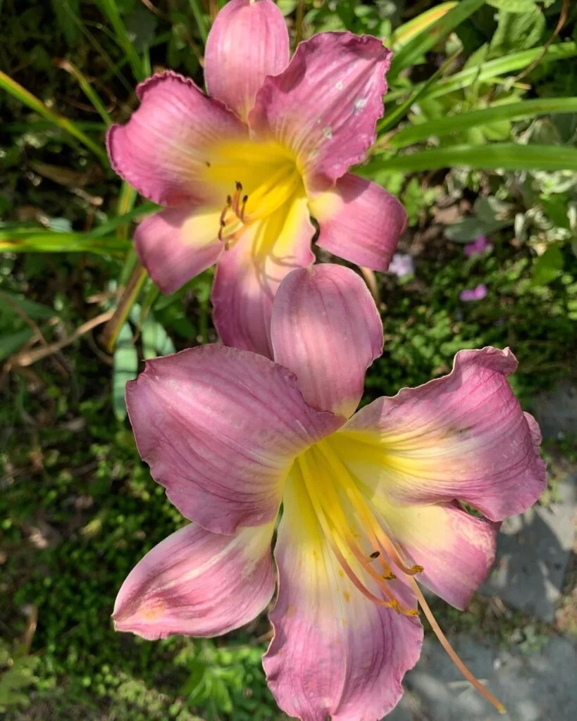 Daylilies (*Hemerocallis*) are versatile perennials known for their vibrant, trumpet-shaped flowers that bloom in a variety of colors, each lasting only one day, but producing multiple blooms throughout the season.